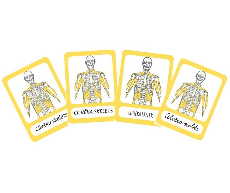 Cilvēka skelets